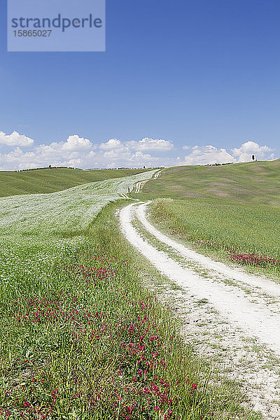 Weg durch die toskanische Landschaft in der Nähe von San Quirico  Val d'Orcia (Orcia-Tal)  UNESCO-Weltkulturerbe  Provinz Siena  Toskana  Italien  Europa