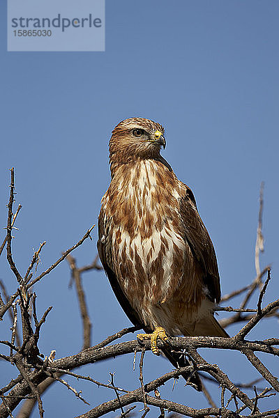 Steppenbussard (Buteo vulpinus) (Buteo buteo vulpinus)  Mountain Zebra National Park  Südafrika  Afrika