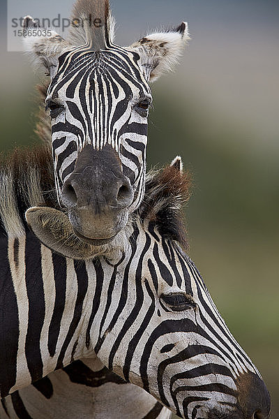 Gewöhnliches Zebra (Steppenzebra) (Burchell's Zebra) (Equus burchelli)  Addo Elephant National Park  Südafrika  Afrika