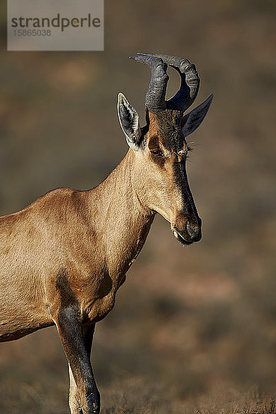 Rote Kuhantilope (Alcelaphus buselaphus)  Karoo-Nationalpark  Südafrika  Afrika