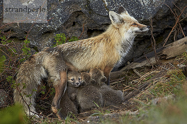 Rotfuchs (Vulpes vulpes) (Vulpes fulva) Füchsin  die ihre Jungen säugt  Yellowstone National Park  Wyoming  Vereinigte Staaten von Amerika  Nordamerika