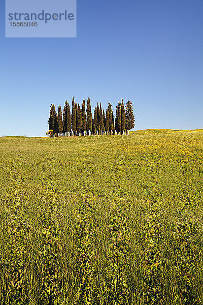 Gruppe von Zypressen  in der Nähe von San Quirico  Val d'Orcia (Orcia-Tal)  UNESCO-Weltkulturerbe  Provinz Siena  Toskana  Italien  Europa