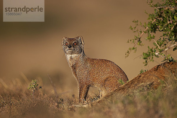 Gelbmanguste (Cynictis penicillata)  Addo-Elefanten-Nationalpark  Südafrika  Afrika