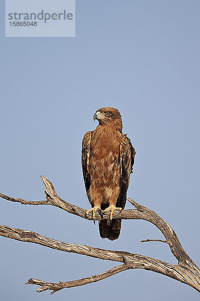 Schreiseeadler (Aquila rapax)  Kgalagadi Transfrontier Park  der den ehemaligen Kalahari Gemsbok National Park umfasst  Südafrika  Afrika