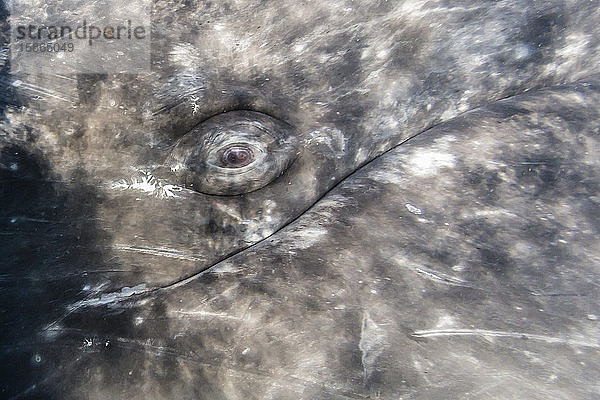 Nahaufnahme des Auges eines kalifornischen Grauwals (Eschrichtius robustus) unter Wasser in der Lagune von San Ignacio  Baja California Sur  Mexiko  Nordamerika