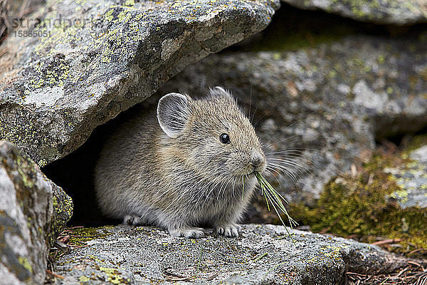 Amerikanischer Pika (Ochotona princeps) beim Fressen  Yellowstone National Park  Wyoming  Vereinigte Staaten von Amerika  Nord-Amerika