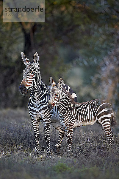 Kap-Bergzebra (Equus zebra zebra)  Stute und Fohlen  Mountain Zebra National Park  Südafrika  Afrika