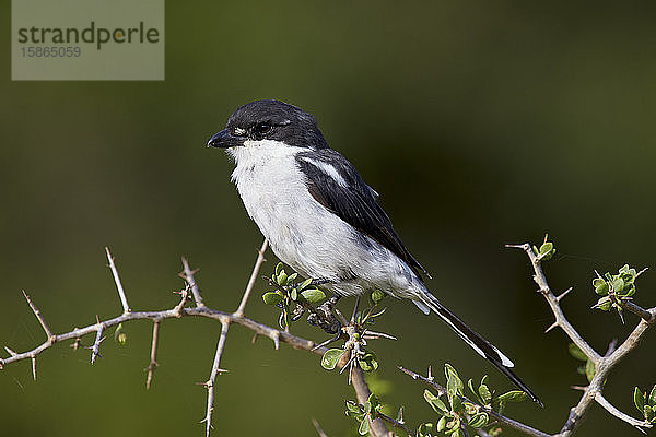 Fiskalwürger (Lanius collaris)  Addo-Elefanten-Nationalpark  Südafrika  Afrika