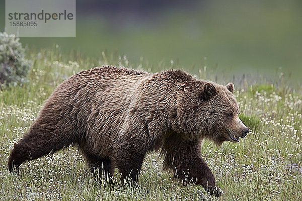Grizzlybär (Ursus arctos horribilis)  Yellowstone National Park  Wyoming  Vereinigte Staaten von Amerika  Nord-Amerika