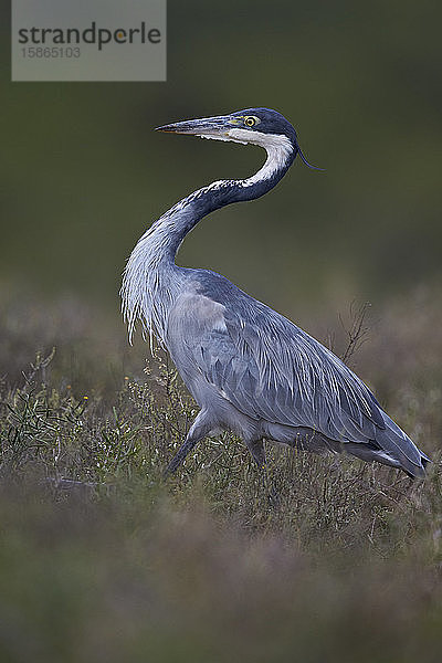 Schwarzkopfreiher (Ardea melanocephala)  Addo Elephant National Park  Südafrika  Afrika