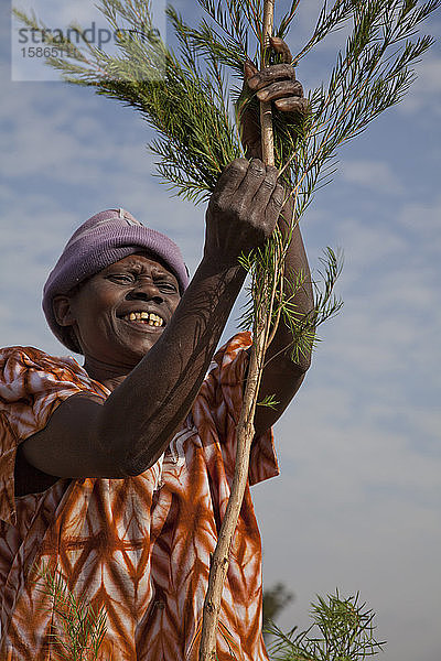 Bauern ernten und verarbeiten Teebaumöl  um es für den Export als Gesundheits- und Schönheitsprodukt zu verkaufen  Kenia  Ostafrika  Afrika