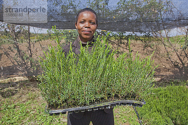 Bauern ernten und verarbeiten Teebaumöl  um es für den Export als Gesundheits- und Schönheitsprodukt zu verkaufen  Kenia  Ostafrika  Afrika