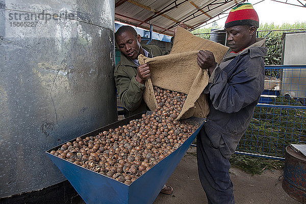 Bauern ernten und verarbeiten Teebaumöl  um es für den Export als Gesundheits- und Schönheitsprodukt zu verkaufen  Kenia  Ostafrika  Afrika