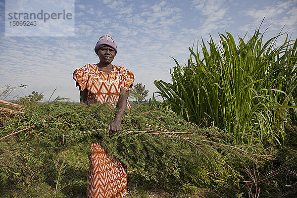 Bauern ernten und verarbeiten Teebaumöl  um es für den Export als Gesundheits- und Schönheitsprodukt zu verkaufen  Kenia  Ostafrika  Afrika