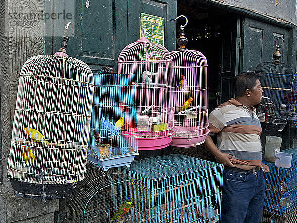 Vogelmarkt in Yogyakarta  Indonesien  Südostasien  Asien