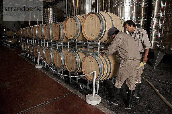 Qualitätskontrolle auf dem Weingut Etchart in der Region Cafayate  Salta  Argentinien  Südamerika