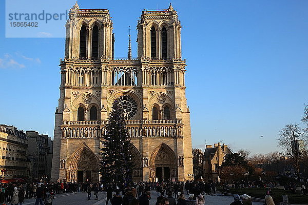 Touristen und Weihnachtsbaum vor der Kathedrale Notre Dame de Paris  Paris  Frankreich  Europa