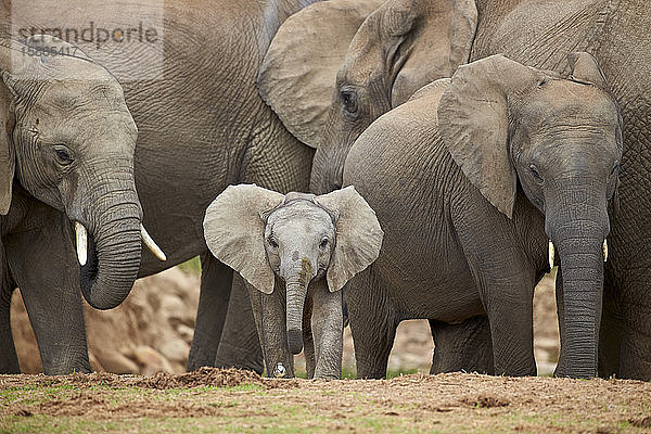 Afrikanischer Elefant (Loxodonta africana)  Gruppe mit Baby  Addo Elephant National Park  Südafrika  Afrika