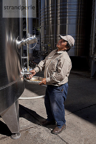 Qualitätskontrolle auf dem Weingut Etchart in der Region Cafayate  Salta  Argentinien  Südamerika