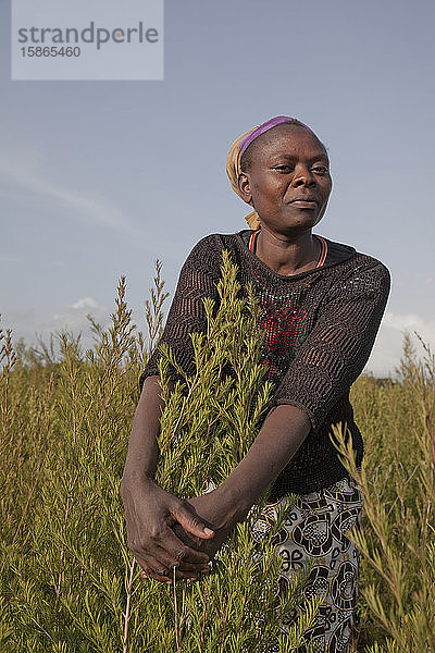 Bauern ernten und verarbeiten Teebaumöl  um es für den Export als Gesundheits- und Schönheitsprodukt zu verkaufen  Kenia  Ostafrika  Afrika