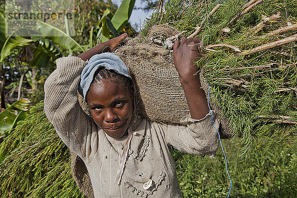 Bauern ernten und verarbeiten Teebaumöl  um es für den Export als Gesundheits- und Schönheitsprodukt zu verkaufen  Kenia  Ostafrika  Afrika