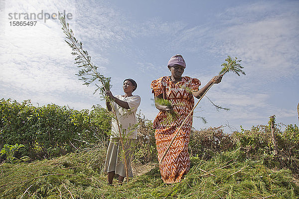 Bauern ernten und verarbeiten Teebaumöl  um es für den Export als Gesundheits- und Schönheitsprodukt zu verkaufen  Kenia  Ostafrika  Afrika