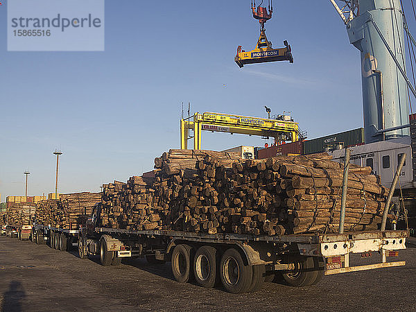 Für den Export verladenes Holz im Hafen von Montevideo  Uruguay  Südamerika