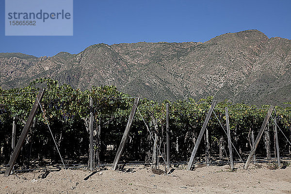 Weinberg Etchart in der Region Cafayate  Salta  Argentinien  Südamerika