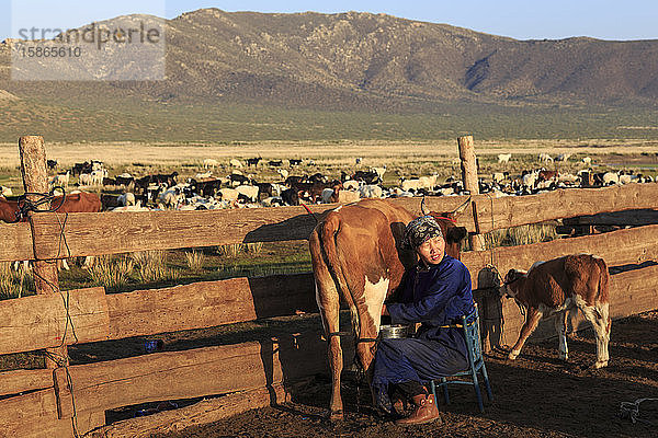 Sitzende Frau in traditioneller Kleidung (deel) melkt Kuh  Sommerdämmerung  Nomadenlager  Gurvanbulag  Bulgan  Nördliche Mongolei  Zentralasien  Asien