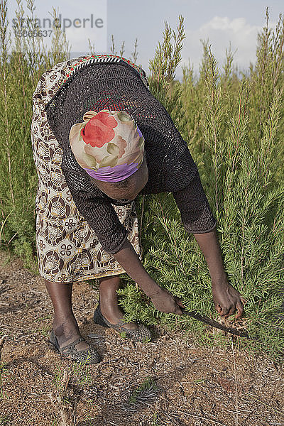 Bauern ernten und verarbeiten Teebaumöl  um es für den Export als Gesundheits- und Schönheitsprodukt zu verkaufen  Kenia  Ostafrika  Afrika