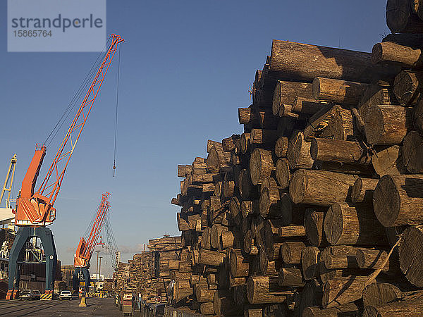 Für den Export verladenes Holz im Hafen von Montevideo  Uruguay  Südamerika