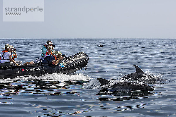 Große Tümmler (Tursiops truncatus) beim Bugreiten auf dem National Geographic Sea Lion  Baja California Sur  Mexiko  Nordamerika