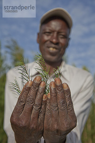 Bauern ernten und verarbeiten Teebaumöl  um es für den Export als Gesundheits- und Schönheitsprodukt zu verkaufen  Kenia  Ostafrika  Afrika