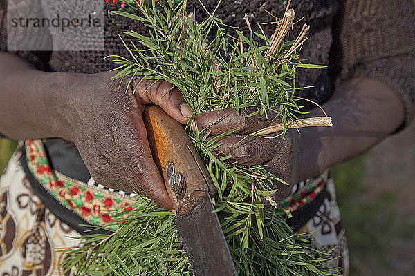 Bauern ernten und verarbeiten Teebaumöl  um es für den Export als Gesundheits- und Schönheitsprodukt zu verkaufen  Kenia  Ostafrika  Afrika