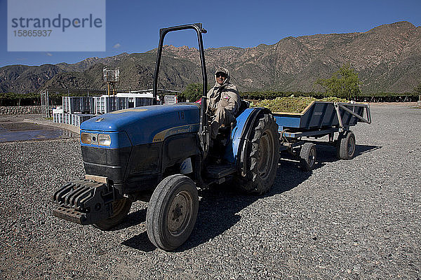 Weinberg Etchart in der Region Cafayate  Salta  Argentinien  Südamerika