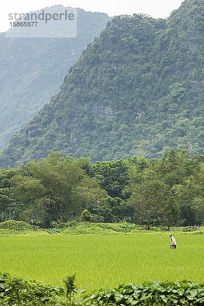 Landwirt bei der Arbeit in einem Reisfeld; Ninh Binh  Vietnam