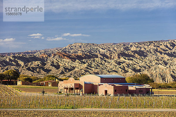 Weinberg in den wilden Bergen; Angastaco  Provinz Salta  Argentinien