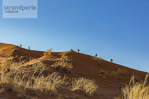 Touristen klettern bergauf auf der Elim-Düne  Sesriem  Namib-Wüste; Namibia