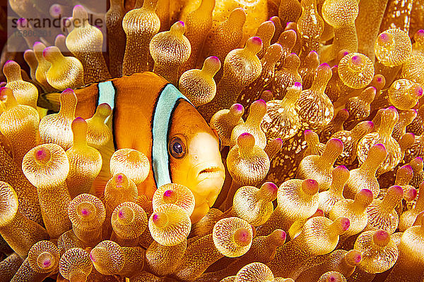 Dieser Orangeflossen-Anemonenfisch (Amphiprion chrysopterus) versteckt sich in seiner Wirtsanemone; Philippinen