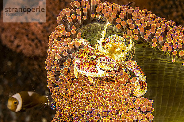 Die Porzellankrabbe (Neopetrolisthes maculatus) ist ein kommensaler Partner von Seeanemonen; Philippinen
