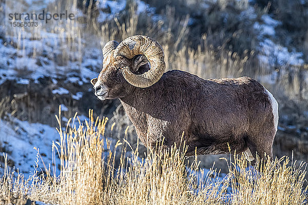 Dickhornschaf-Widder (Ovis canadensis) mit großen  ramponierten Hörnern steht während der Brunftzeit auf einem Bergkamm in der Nähe des Yellowstone-Nationalparks; Montana  Vereinigte Staaten von Amerika