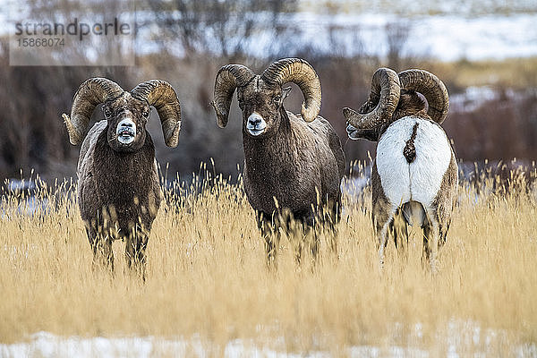 Dickhornschaf-Böcke (Ovis canadensis) stehen während der Brunft in der Nähe des Yellowstone-Nationalparks zusammen; Montana  Vereinigte Staaten von Amerika