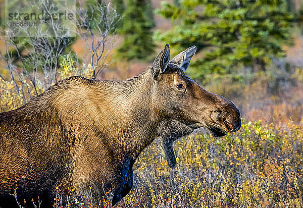 Nahaufnahme einer Elchkuh (Alces alces) im Denali State Park während der Brunftzeit; Alaska  Vereinigte Staaten von Amerika