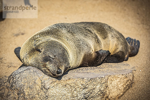 Kap-Pelzrobbe (Arctocephalus pusillus) schlafend in der Sonne  Cape Cross Seal Reserve  Skeleton Coast; Namibia