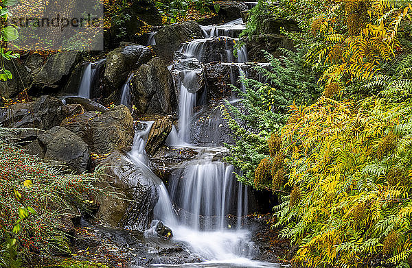 Wasserfälle über Felsen und das Laub der Bäume in Herbstfarben  VanDusen Gardens; Vancouver  British Columbia  Kanada