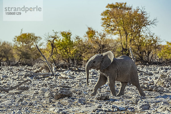 Afrikanischer Elefant (Loxodonta)  Kalb  das über ein felsiges Gelände läuft  Etosha-Nationalpark; Namibia