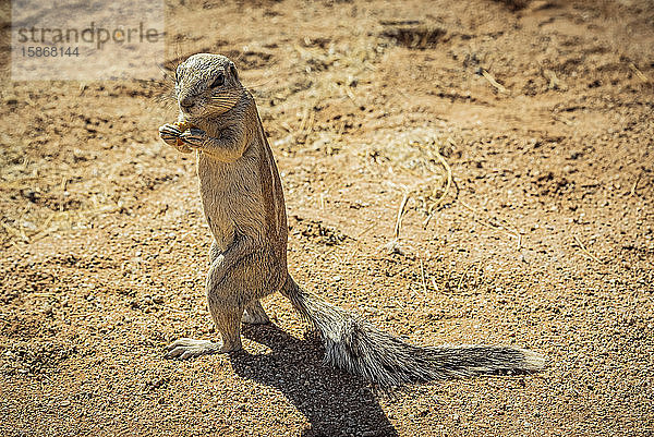 Erdhörnchen ((Sciuridae)) in Solitaire  Namib-Naukluft-Nationalpark; Namibia