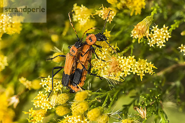 Zwei orange-schwarze Käfer auf gelben Blüten im Cave Creek Canyon der Chiricahua Mountains bei Portal; Arizona  Vereinigte Staaten von Amerika