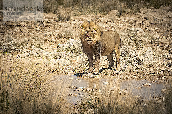 Löwe (Panthera leo) beim Trinken an einem Wasserloch  Etosha-Nationalpark; Namibia