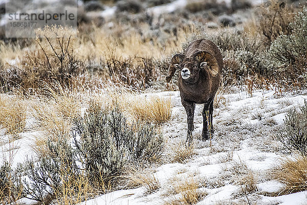 Dickhornschaf-Widder (Ovis canadensis) mit ausgestrecktem Hals auf einer Salbeibuschwiese im North Fork of the Shoshone River Valley in der Nähe des Yellowstone National Park; Wyoming  Vereinigte Staaten von Amerika